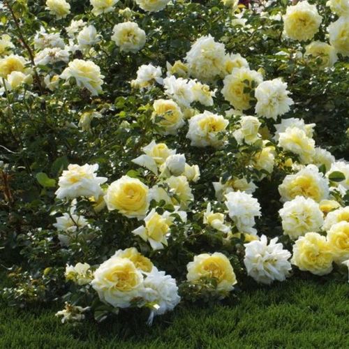 Żółty - Róże pienne - z kwiatami róży angielskiej - korona zwisająca